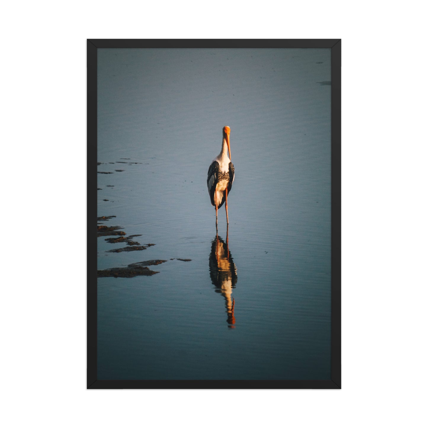 Painted stork