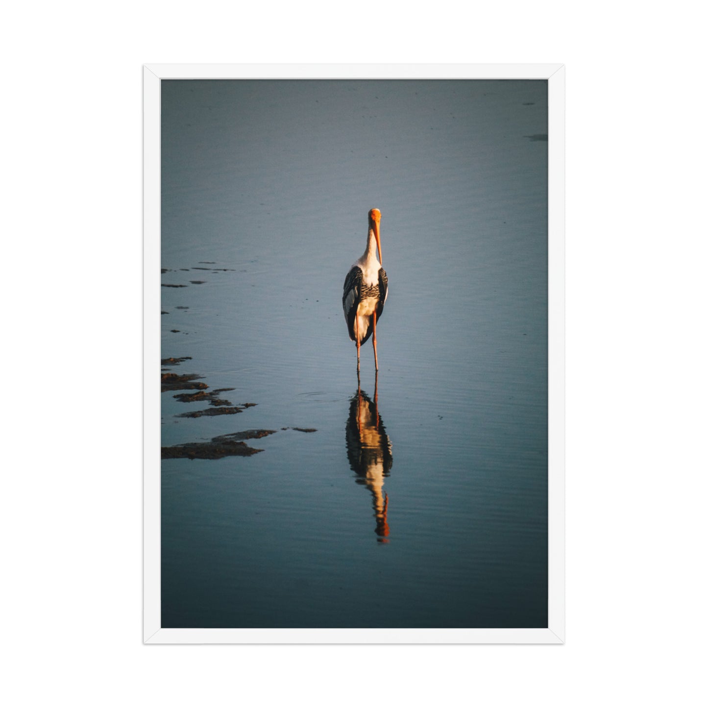 Painted stork
