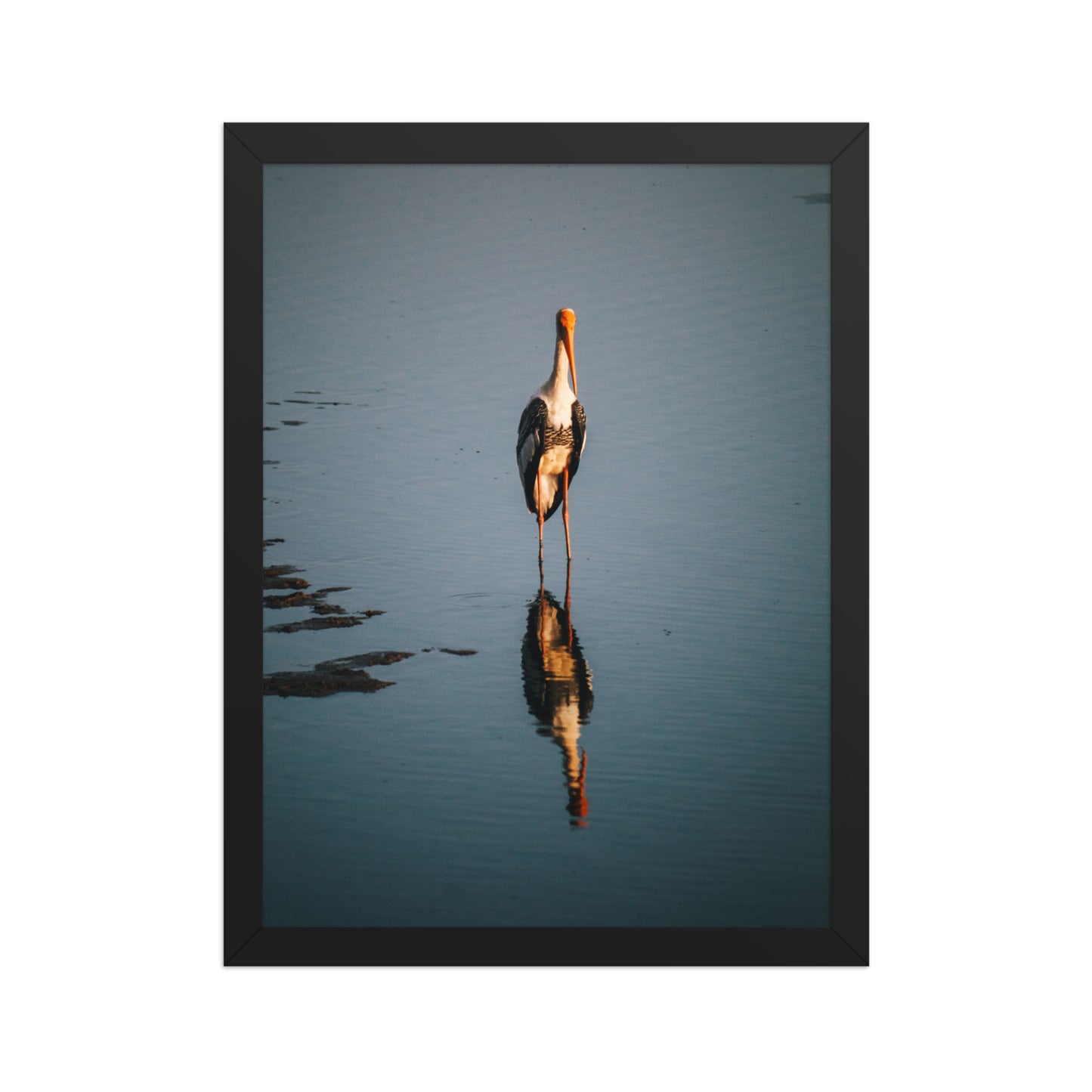 Painted stork