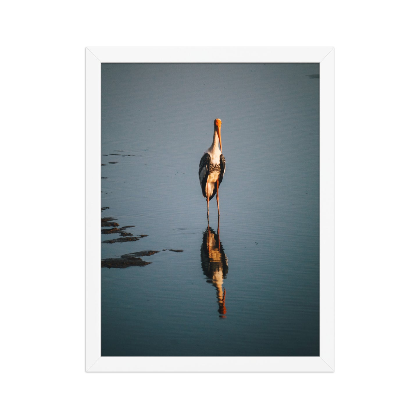 Painted stork