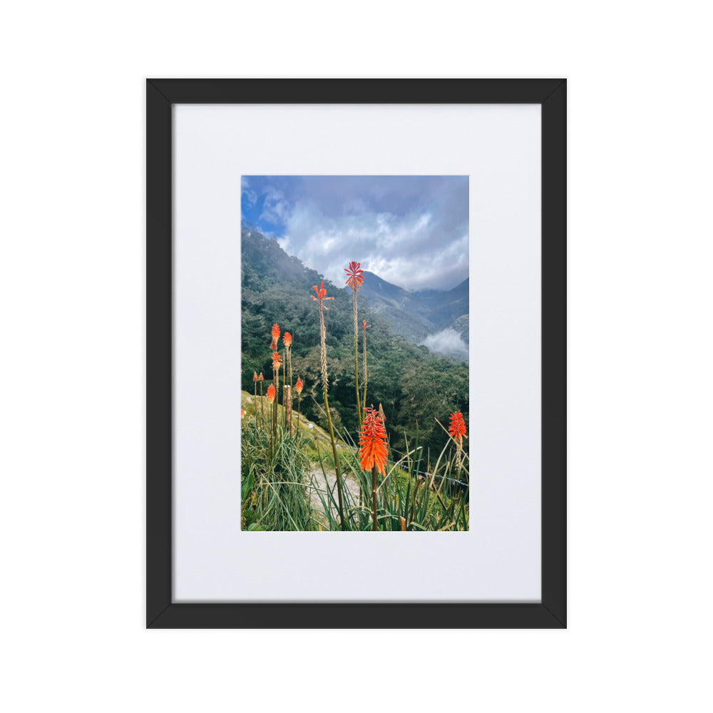Wildfire Flowers