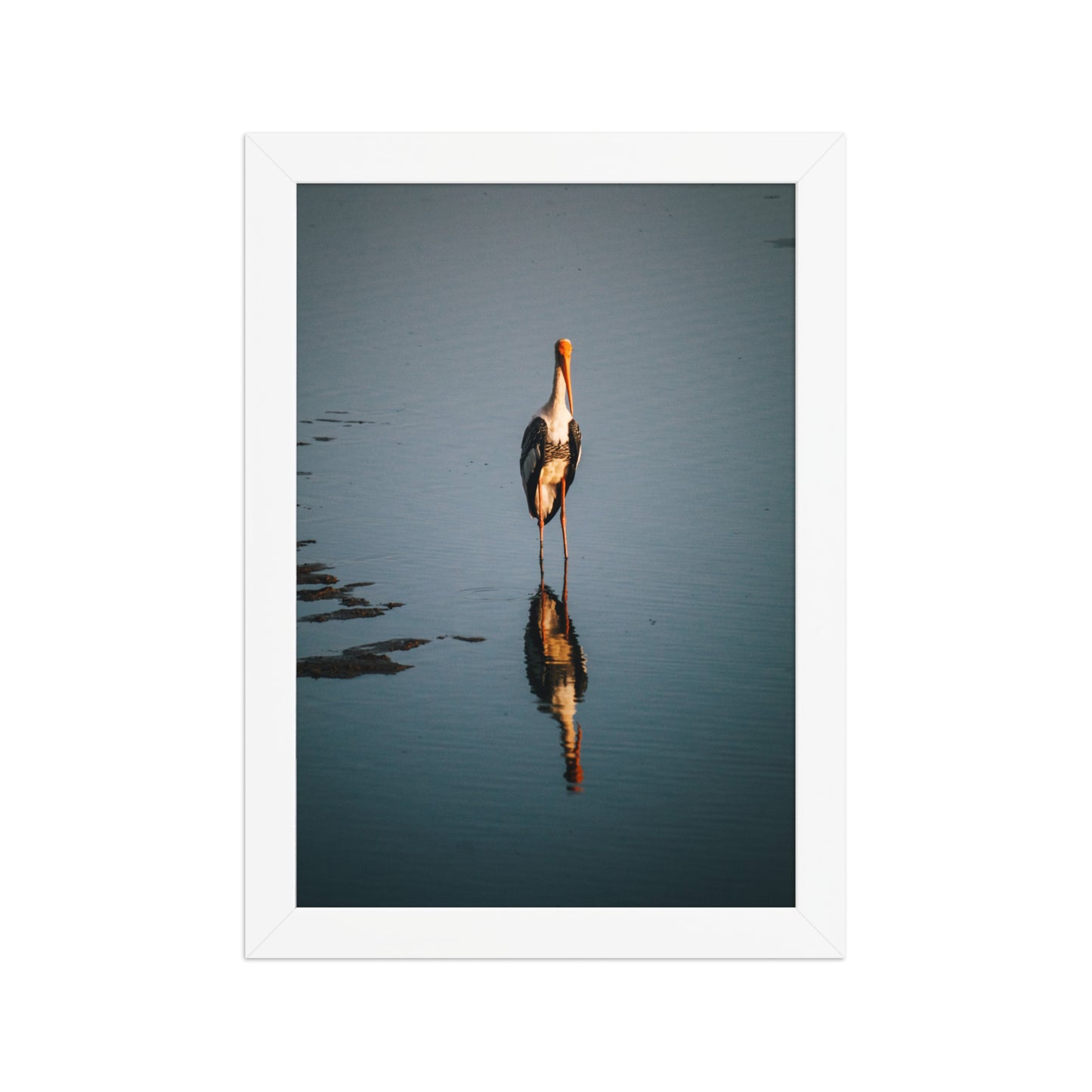 Painted stork